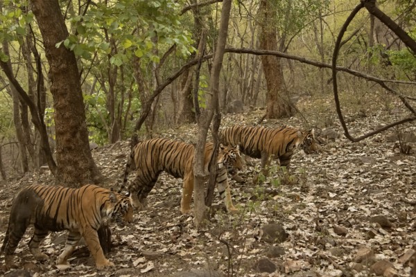 Three tigers, a mother and two nearly full grown cubs walking in the green forests of Ranthambhore during the monsoons season in India