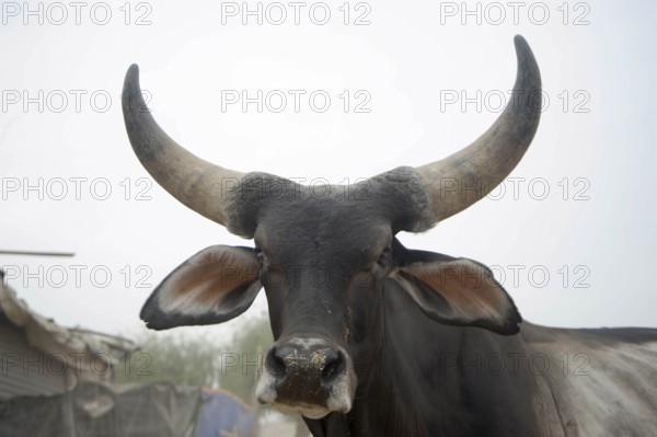 Goshala cow protection, sanchore, rajasthan, india, asia