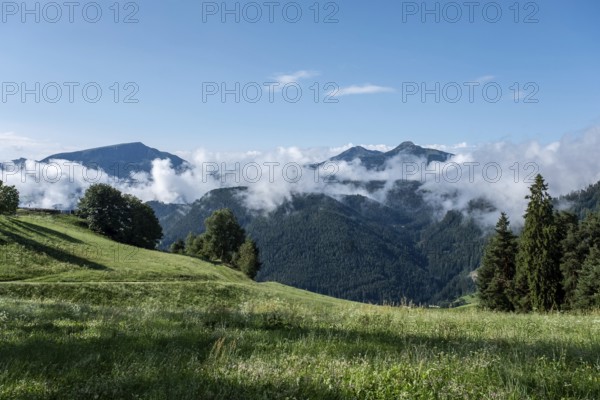 View across the meadow to the woods