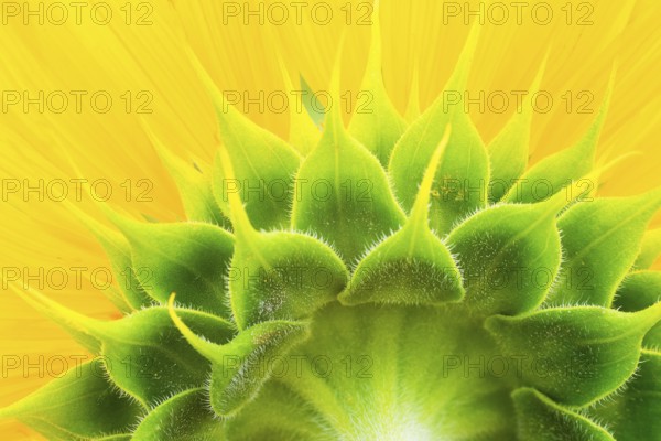 Sunflower closeup shot from behind