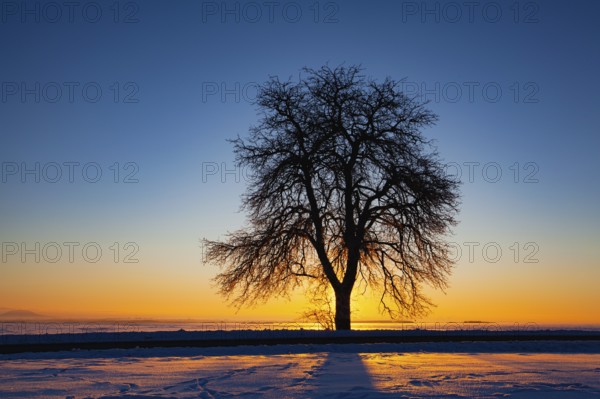 Empty road through snow-covered field after a blizzard at sunset. Clear sky, golden light. Idyllic rural scene