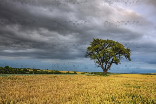 Lonely tree in wheat field before heavy stor, Central Bohemian Uplands, Czech Republic, Europe