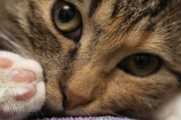 A close-up shot of She-cat lying on her bed with her eyes wide open. Open eyes and a sweet nose and pads from the kitten's back paw