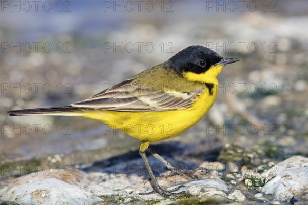 Yellow wagtail, (Motacilla flava feldegg), Motacilla feldegg, Animals, Birds, Middle East, Israel, Asia