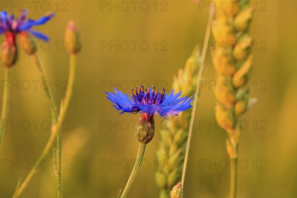 Cornflower in wheat field close up