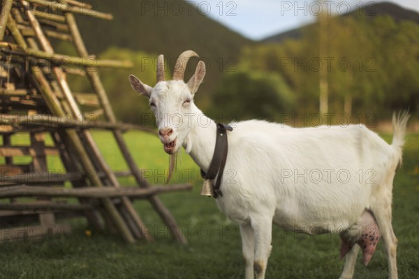 Female goat looking to side, mouth open, bleating, afternoon sun lit meadow behind her, Liptovsky Jan, Slovakia, Europe