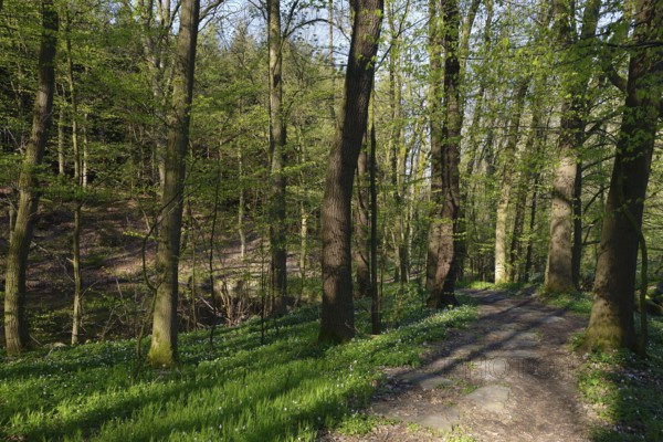 Sohland in Upper Lusatia saxon in spring