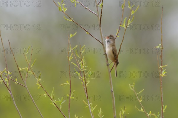 Great Reed Warbler in the reeds, Great Reed Warbler, Acrocephalus arundinaceus, Great Reed Warbler