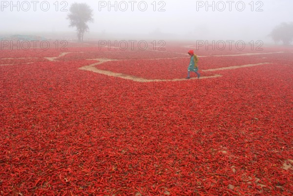Girl running on red chilly field in village soyla, Jodhpur, Rajasthan, India MR#704