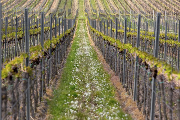 Rows of vine, Palatinate, Germany, Europe