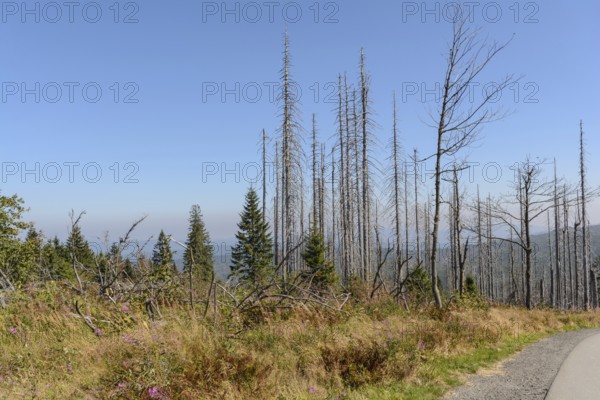 Dreisesselberg - nature reserve Dreiländereck with consequences of forest dieback