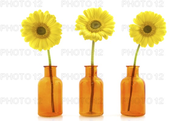 Yellow Gerber flowers in little glass vases