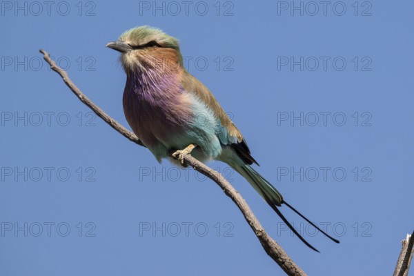 Fork-tailed Roller (Coracias caudata), Khwai Northwest District, Moremi Game Reserve, Maun, Botswana, Africa