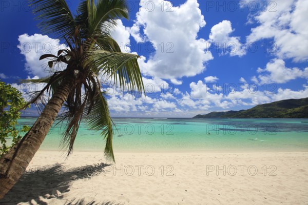 La Digue, Palm tree beach, Seychelles, Indian Ocean, Palm trees, La Digue, Indian Ocean, Seychelles, Africa