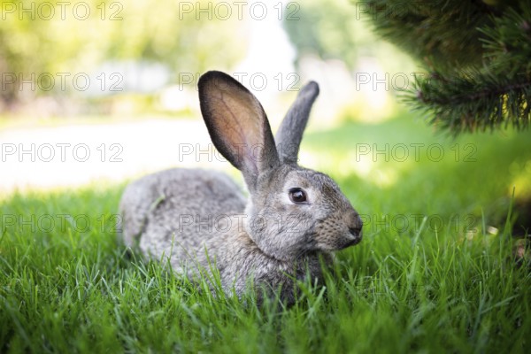 Close-up of a beautiful grey rabbit eating on a green graß lawn. Hare sits on green graß in summer on a sunny day. Vegan and meat-free diet. Fur is for animals only. Only artificial fur coat