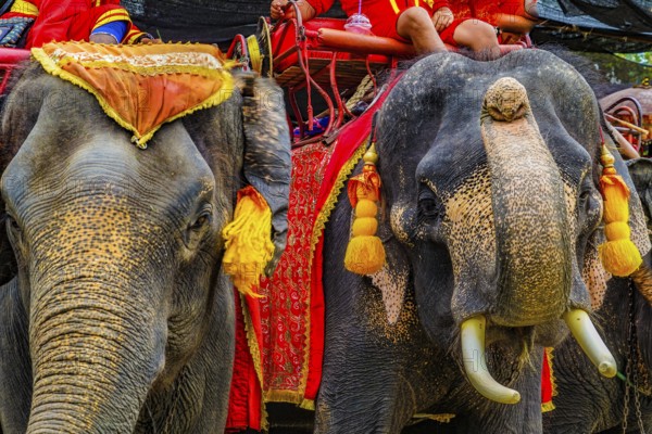 Elephant Camp Elephant (Thailand Au Taya). Shooting Location: Thailand, Ayutthaya
