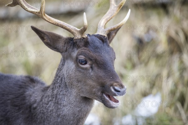 Fallow deer (Dama dama), portrait, male, captive, Landsberg am Lech Wildlife Park, Upper Bavaria, Bavaria, Germany, Europe
