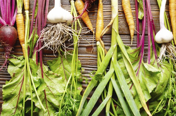 Vegetarian background of fresh organic beetroots green garlic and carrots on kitchen wooden rustic table