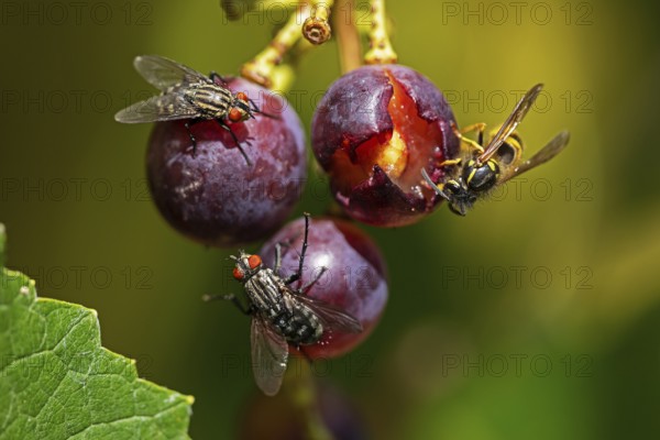 Sarcophaga carnaria and common wasp feeding on grapes, Baden-Württemberg, Federal Republic of Germany