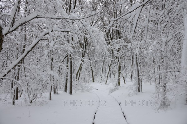 Beautiful snow landscape with road in winter forest