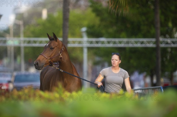 Horses, grooms and riders take part in the vet check assessing the health of the horse before competition begins at the Longines Global Champions League event in Miami Beach, Florida, USA, North America