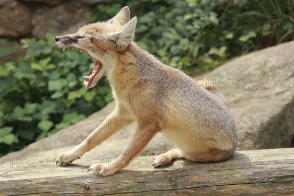 Steppe fox sits on a tree trunk and yawns
