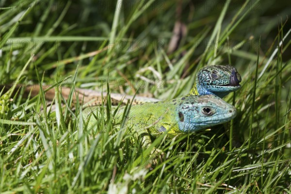 Side view of a pair of Iberian emerald lizards mating