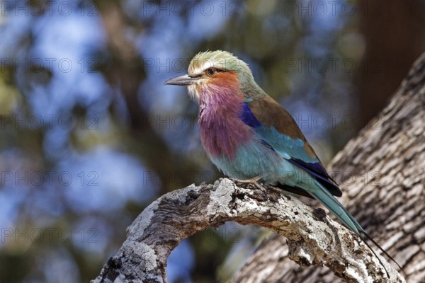 Lilac-breasted roller (Coracias caudatus), Zambia, Africa