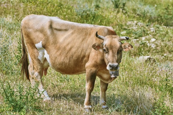 Brown cow with cowbell on the pasture Prosenik, Bulgaria, Europe