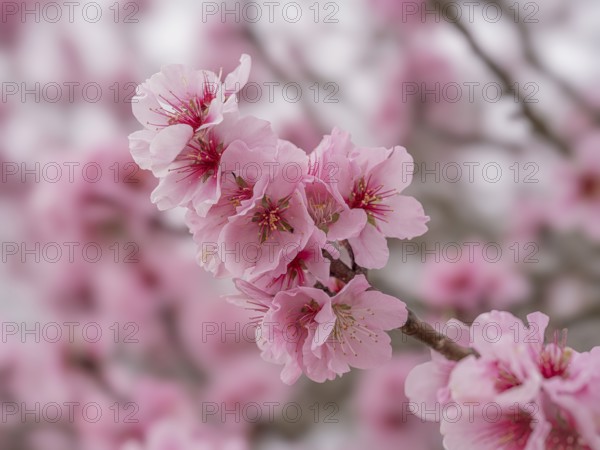 Peach blossoms (Prunus persica), Gimmeldingen, Neustadt an der Weinstraße, Rhineland-Palatinate, Germany, Europe