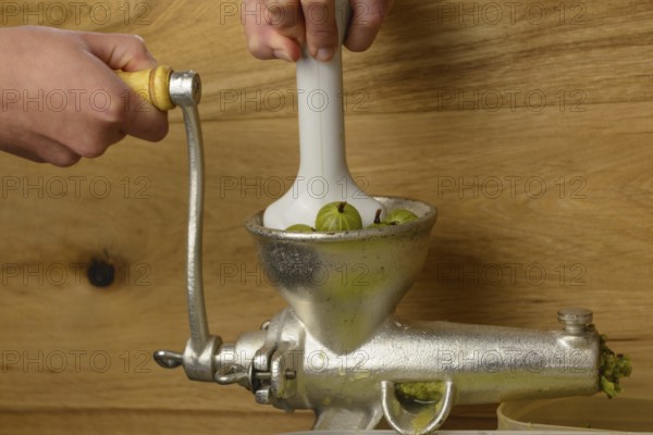 Green gooseberries being pressed - close-up of fruit press