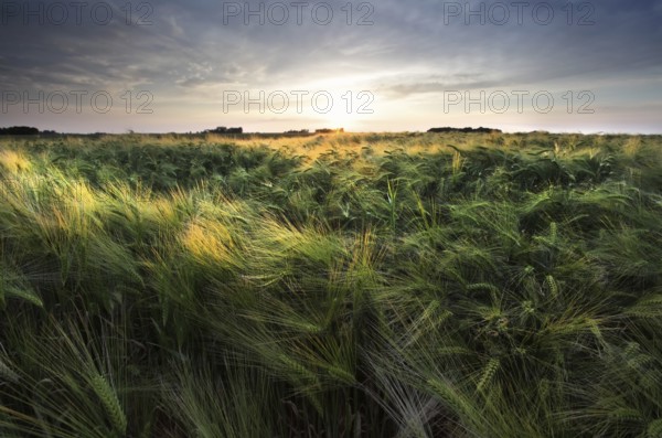 Sunshine over wheat field in summer