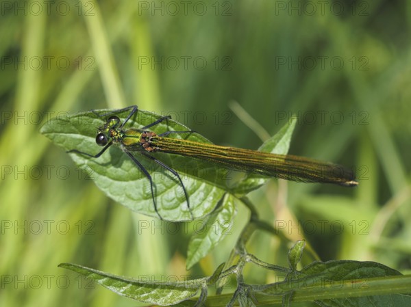 Odonates (Odonata), blurred background, North Rhine-Westphalia, Germany, Europe