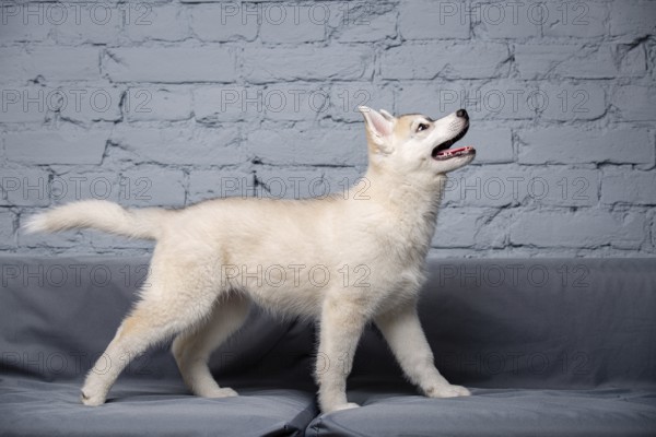 An active cheerful puppy of the age of two and a half months, a female of the light red husky breed is having fun in the living room on a grey sofa in a stylish flat. Fawn siberian husky baby