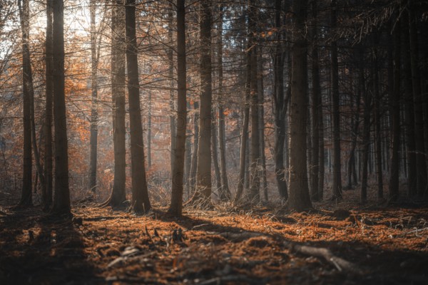 Fall scenery with a shadowed forest and beam of light from the morning sun, shining through autumn trees, on a sunny day of October, in Germany