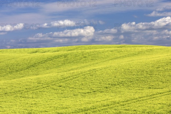 Field of barley in spring in the Holsteinische Schweiz in the district of Plön in Schleswig-Holstein, Germany. Field of barley in the Holsteinische Schweiz in Schleswig-Holstein, Germany, Europe