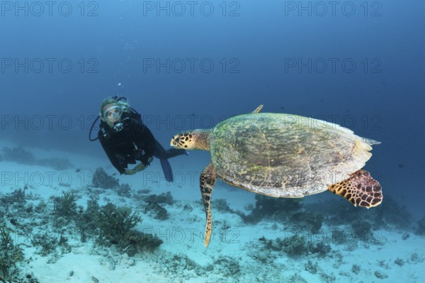 Hawksbill sea turtle and diver, Eretmochelys imbricata, North Male Atoll, Maldives, Asia