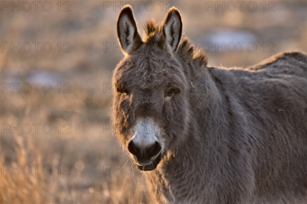 Donkey aat Sunset in Saskatchewan Canada rim light