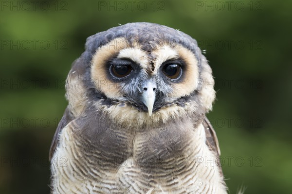 A Malayan owl in front view