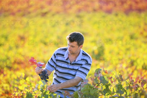 Farmer man in vineyard harvest autumn leaves in mediterranean field