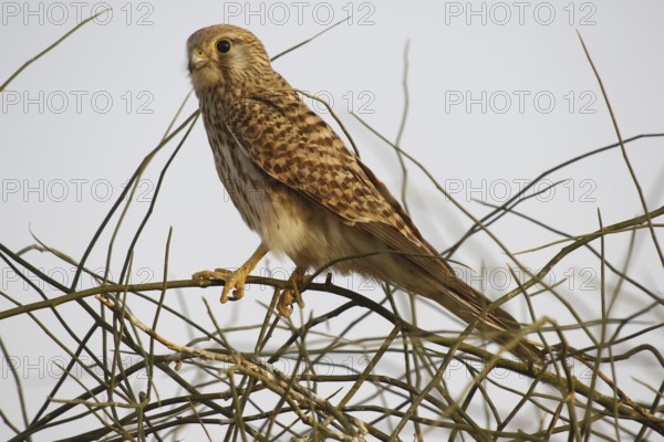 Common Kestrel, Bird sanctuary, Gujarat, India, Asia