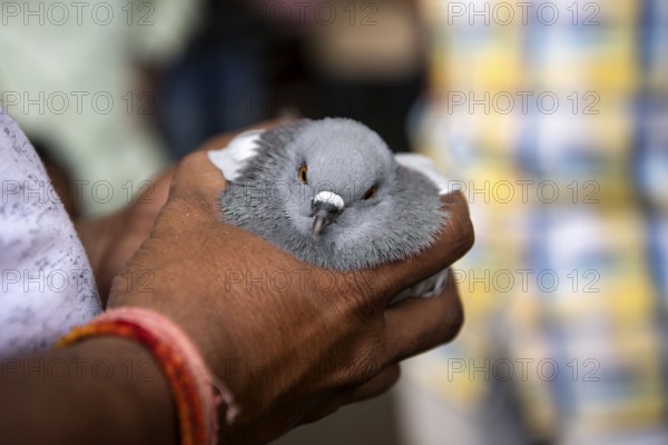 Man checking pigeon before buying, pigeons market, Pune, Maharashtra, India, Asia