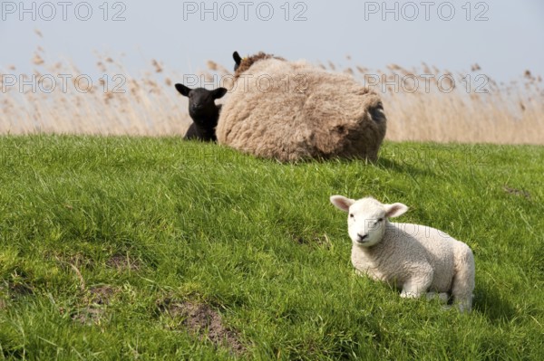 Sheep with lambs on the dike in Holland