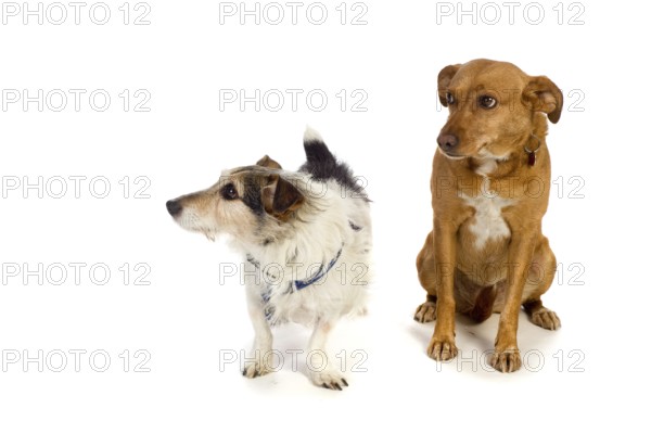 Two dogs in the studio isolated over white background