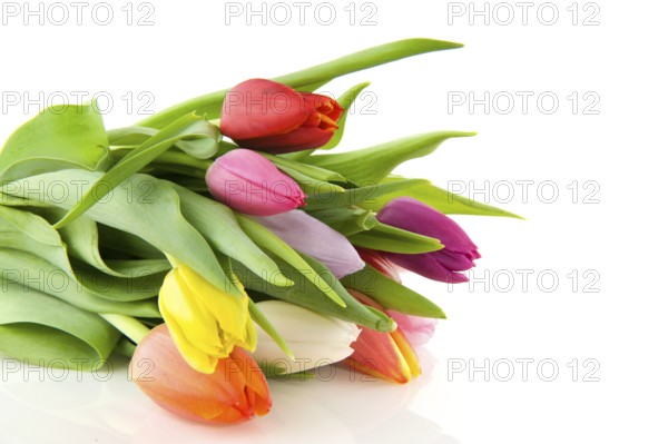 Colorful bouquet of tulips on white background