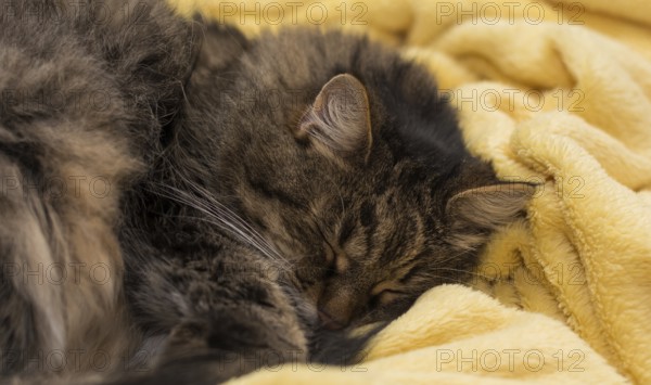 Little house cat sleeping in a soft yellow blanket