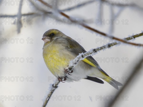 European Greenfinch (Carduelis chloris) resting on frosty branch. Male of European Greenfinch in winter nature