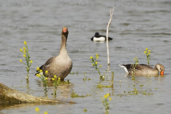 Greylag geese on a lake. Greylag geese on a lake in Bavaria