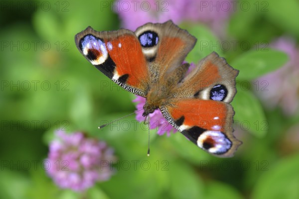 Peacock butterfly on a flower, Peacock butterfly on a flower