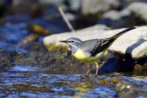 Grey wagtail in spring. Grey wagtail looking for food